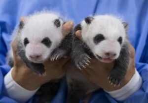 Kebun Binatang di Korea Selatan Rilis Wajah Bayi Kembar Panda Raksasa