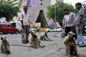 Uniknya India, Siapkan Pasukan Khusus Untuk Amankan KTT G20 dari Monyet