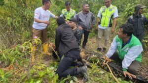 Lokasi Penangkapan Buaya 3 Kilometer dari Terminal Penumpang Bandara Hang Nadim