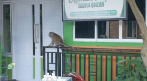Teror Monyet Liar di Arira Garden: Masuk Rumah Curi Pisang, Telor dan Serang Warga