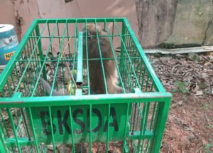 Satu Monyet di Perumahan Arira Garden Berhasil Ditangkap Petugas