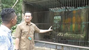 Heboh! Lutung Mati, BKSDA Sayangkan Pengelola Hutan Wisata Mata Kucing Tidak Melapor