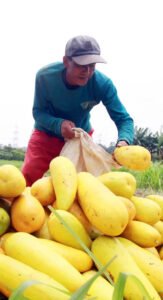 Timun Suri, Buah Segar yang Kaya Nutrisi, Cocok Dijadikan Takjil