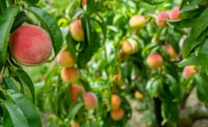 Buah Istimewa yang Disebutkan dalam Al- Qur’an, Inilah Khasiat Buah Tin