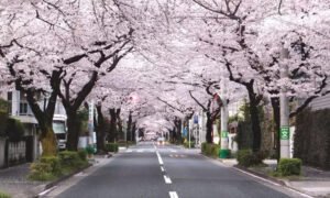 Viral, Turis Asal Indonesia Rusak Sakura di Jepang