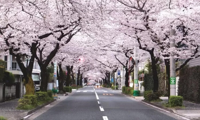 sakura
