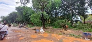 Pohon Diipangkas Pol PP, Pedagang di Pinggir Jalan Cikitsu Diminta Pindah