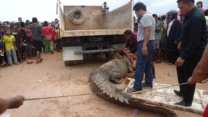 Waspada! Buaya Besar Kembali Muncul di Sungai Langkai Sagulung