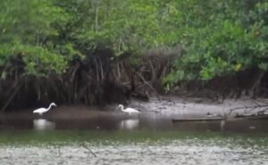 Menyusuri Hutan Mangrove di Desa Wisata Toapaya Selatan Pengalaman Tak Terlupakan