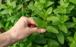 Daun Mint untuk Kesehatan, Bisa Mencegah Keracunan Makanan