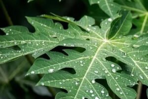 Daun Pepaya Efektif Mengobati Demam Berdarah!