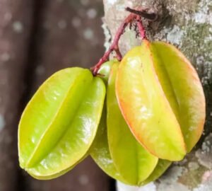 Ingin Punya Berat Badan yang Ideal, Cobalah Konsumsi Buah Belimbing