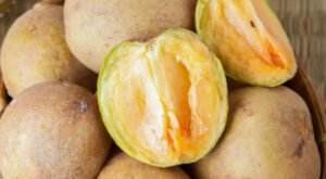 Mau Tahu Manfaat Buah Sawo, Inilah Paling Efektif Menjaga Kesehatan Kulit Bahkan Cegah Kanker