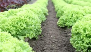 Sayur Selada Sayur yang Tinggi Kandungan Vitamin K dan A