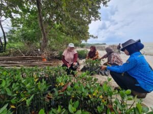 50.000 Mangrove Jenis Rhizophora Ditanam di Area Lanud Raden Sadjad, Komitmen Lestarikan Lingkungan