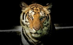 Ini Para Weton Khusus yang Disukai Khodam Harimau, Beri Perlindungan dan Kharisma