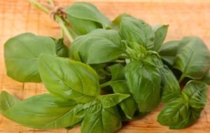 Salah Satu Manfaat Hebat Daun Kemangi Mengatasi Kulit Berjerawat, Tidak Hanya untuk Masakan