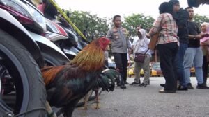 Judi Sabung Ayam di Seberang Legenda Batamcenter Digerebek, Puluhan Orang dan Kendaraan Diangkut Polisi