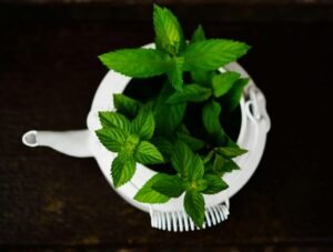 Tanaman Mint dan Manfaatnya untuk Kesehatan, Meningkatkan Fungsi Otak hingga Antioksidan