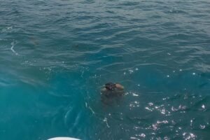 Jenazah Pemancing Terseret Pasang Laut di Nongsa Ditemukan Tim SAR