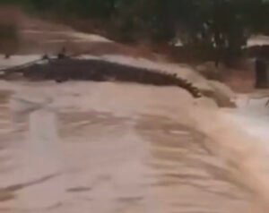 Iman Sutiawan Minta Perusahaan Bertanggung Jawab Atas Buaya Lepas di Pulau Bulan