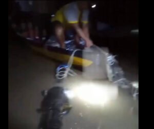 Penangkaran Buaya Batam Jebol Akibat Hujan, 32 Ekor Buaya Ditangkap