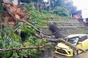 Pohon Tumbang Timpa Mobil di Batu Ampar