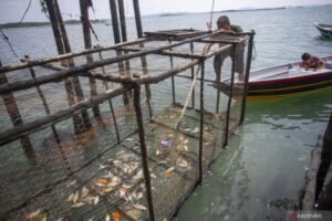 Meski Cuaca Ekstrem Nelayan di Batam Tetap Buru Ikan Dingkis Jelang Tahun Baru Imlek 29 Januari