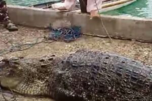 Lepas dari Penangkaran Pulau Bulan, Buaya Ditangkap Warga di Pulau Geranting