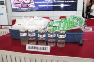 Mau Dibawa ke Singapura 11.543 Benih Lobster Diamankan Polisi di Pelabuhan Sekupang, Siapa Pemiliknya?