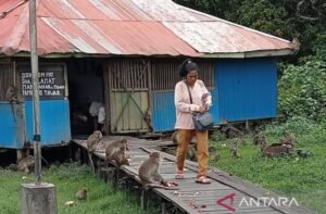 Monyet Liar Masuk Permukiman di Batam, Gigit Anak-anak hingga Mengacak-acak Sampah Rumah Tangga
