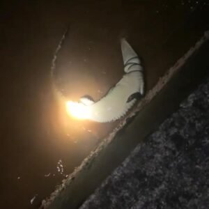 Sering Muncul di Parit Warga Tanjungpinang, Petugas Damkar Turun Tangan Tangkap Buaya