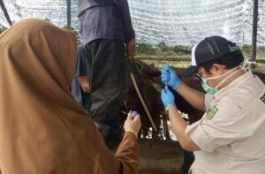 Ribuan Sapi dan Kambing Masuk Batam dari NTT dan Lampung, Domba Dilarang