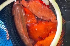 Nelayan Natuna Resah, Hongkong tak Lagi Beli Ikan Kerapu dan Napoleon