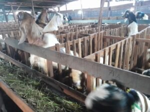 Batam Kurban 6.807 Hewan di Hari Raya Idul Adha 1446 Hijriah, Sagulung Terbanyak