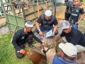Perkim Bintan Kurban 2 Sapi dan 3 Kambing