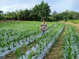 Dukung Ketahanan Pangan Nasional, Polres Natuna Manfaatkan Lahan Kosong jadi Pertanian Produktif