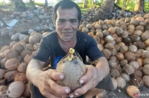 Januari-Mei 2025, Ekspor Kelapa Bulat dan Turunannya dari Kepri ke Singapura dan Malaysia Meningkat