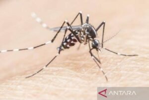Kasus Malaria di Batam Melonjak Signifikan pada 2025