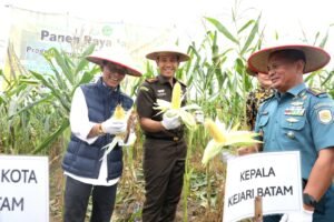 Wali Kota Batam Hadiri Panen Raya Jagung di Rempang Cate: Dorong Ketahanan Pangan dan Pemberdayaan Masyarakat