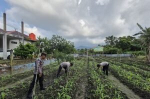 Polres Lingga Manfaatkan Lahan Perhutanan Sosial dengan Tanaman Jagung