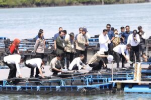 Perkuat Sektor Perikanan, Wako Amsakar Dampingi Wapres Gibran pada Panen Perdana Lobster di Setokok