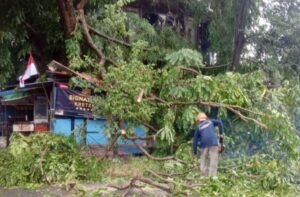 Angin Kencang Landa Batam, Sejumlah Pohon Tumbang di Tiban hingga Batamcentre