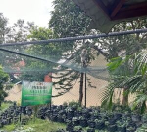 Gerombolan Monyet Serbu Perumahan dan Badan Pangan Bergizi Polda Kepri, BBKSDA Riau Minta Tanyakan ke BP Batam