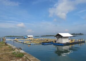 Nelayan Batam dapat Bantuan Ribuan Benih Ikan Bawal Bintang hingga Nemo