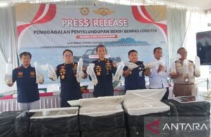 Gagalkan Penyelundupan 129.965 Benih Lobster, Kanwil Bea Cukai Kepri: Pelaku Melarikan Diri