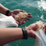 Bea Cukai Batam Gagalkan Penyeludupan 231.130 Ekor BBL