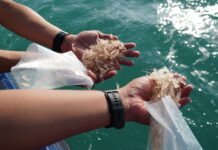 Bea Cukai Batam Gagalkan Penyeludupan 231.130 Ekor BBL