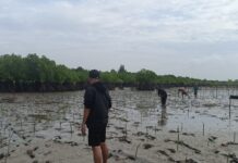 Kolaborasi MAPAN, Yamamoto dan Kyoei Dock – Komitmen Melakukan Konservasi Mangrove