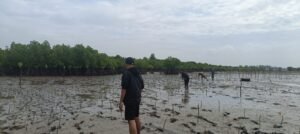 Kolaborasi MAPAN, Yamamoto dan Kyoei Dock – Komitmen Melakukan Konservasi Mangrove